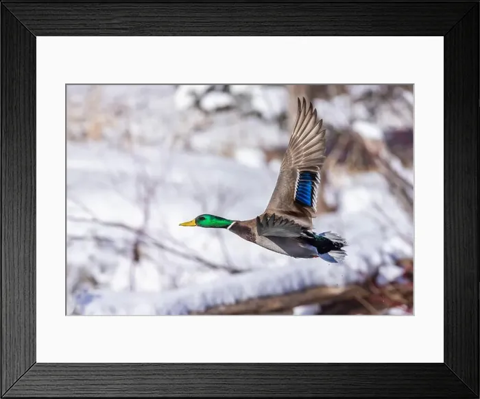 Framed Print : Mallard drake flying in winter Framed Print : Mallard drake flying in winter