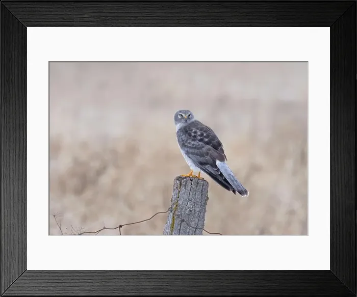 Framed Print : Northern Harrier male sitting on a post on a winter day in Canada Framed Print : Northern Harrier male sitting on a post on a winter day in Canada