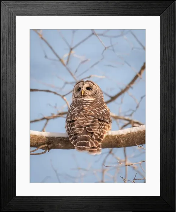 Framed Print : Close up of barred owl sitting on a snowy tree branch on winter day