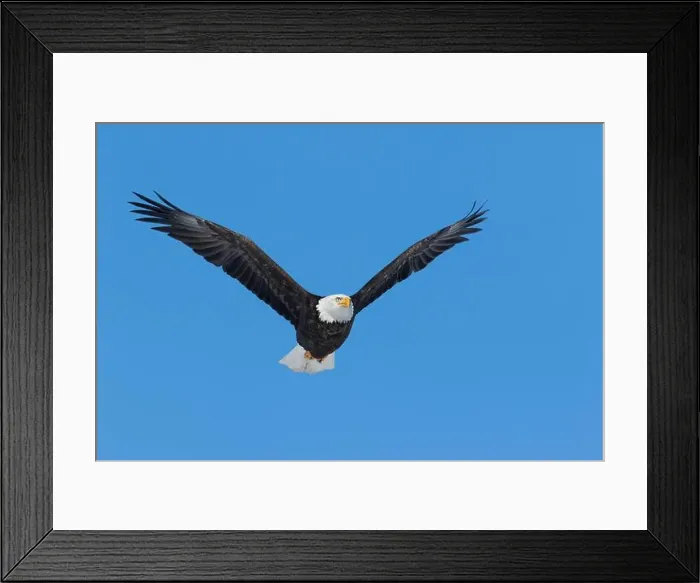 Framed Print : Adult bald eagle (Haliaeetus leucocephalus) flying under a blue sky. Region of Lanaudiere. province of Quebec. Canada