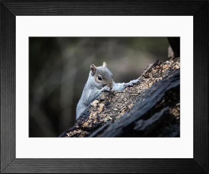 Framed Print : A grey squirrel appears from behind a dead tree Framed Print : A grey squirrel appears from behind a dead tree