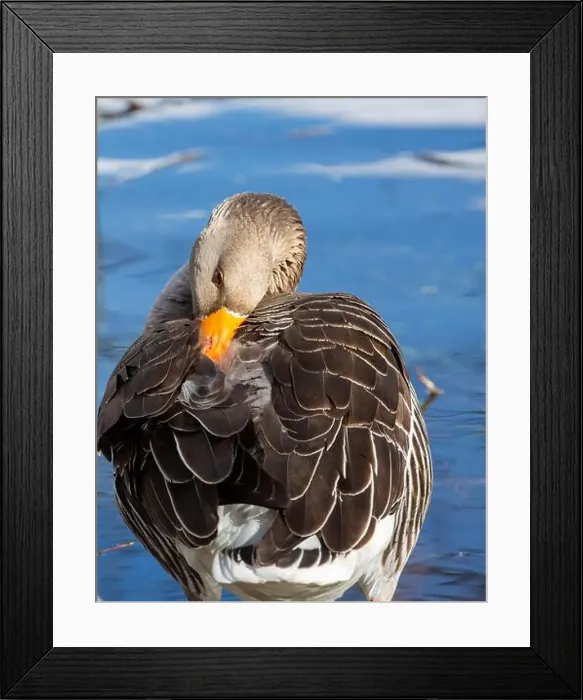Framed Print : Greylag Goose at West Stow Lakes Suffolk