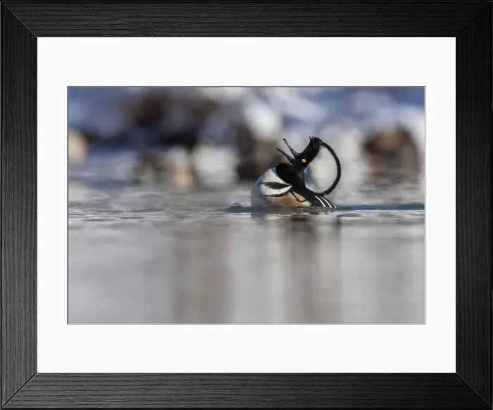 Framed Print : Male hooded merganser (Lophodytes cucullatus) in winter Framed Print : Male hooded merganser (Lophodytes cucullatus) in winter