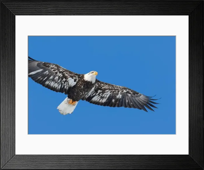 Framed Print : Juvenile bald eagle (Haliaeetus leucocephalus) flying under a blue sky. Region of Lanaudiere. Province of Quebec. Canada Framed Print : Juvenile bald eagle (Haliaeetus leucocephalus) flying under a blue sky. Region of Lanaudiere. Province of Quebec. Canada