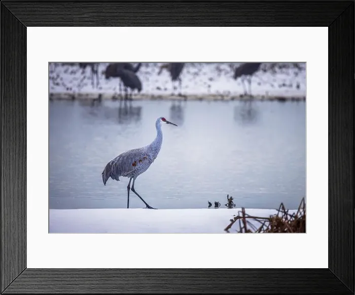 Framed Print : The sandhill crane(Antigone canadensis) in the snow, , by the water in Southern Ontario Canada. Native American bird Framed Print : The sandhill crane(Antigone canadensis) in the snow, , by the water in Southern Ontario Canada. Native American bird