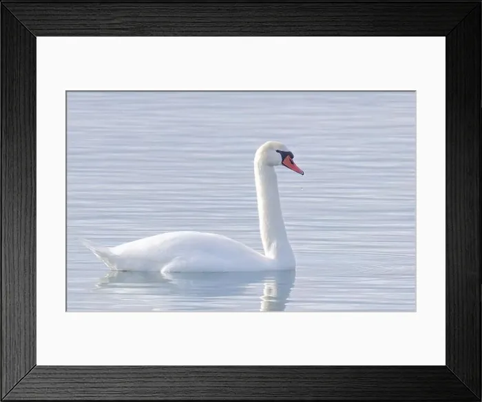 Framed Print : A lone Mute swan swimming on the calm waters of Lake Ontario, Canada on a cold winter morning Framed Print : A lone Mute swan swimming on the calm waters of Lake Ontario, Canada on a cold winter morning