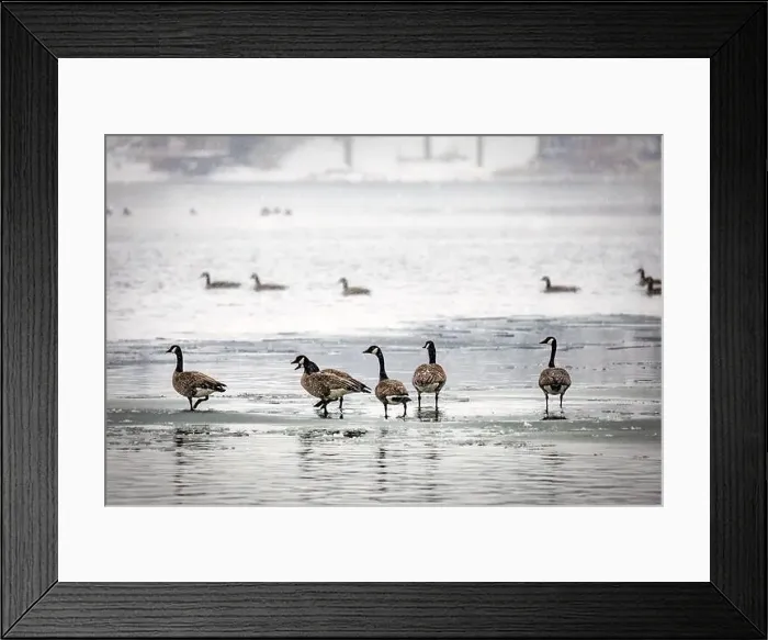 Framed Print : Canadian geese walking on the frozen waters of English Lake near Manitowoc, Wisconsin Framed Print : Canadian geese walking on the frozen waters of English Lake near Manitowoc, Wisconsin