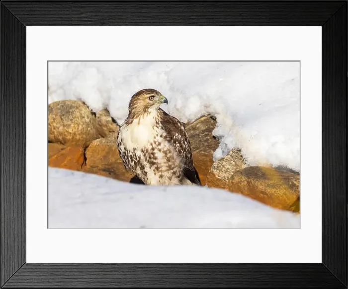 Framed Print : red-tailed hawk (Buteo jamaicensis) in winter Framed Print : red-tailed hawk (Buteo jamaicensis) in winter