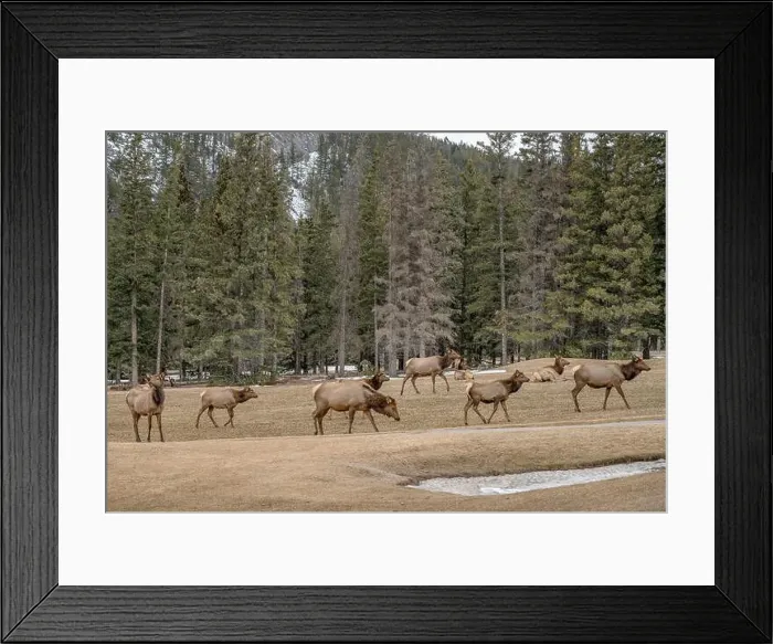 Framed Print : Elk Herd (Cervus canadensis) grazing on grass at a golf course in Banff National Park, Canada Framed Print : Elk Herd (Cervus canadensis) grazing on grass at a golf course in Banff National Park, Canada