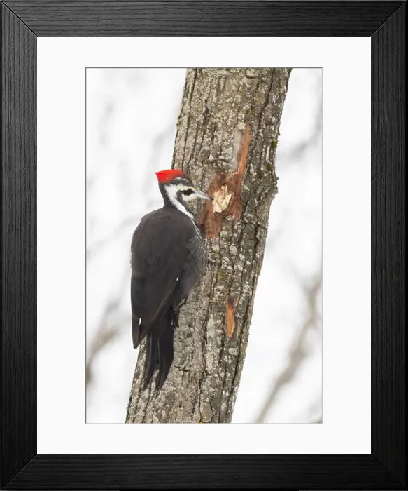Framed Print : pileated woodpecker (Dryocopus pileatus) Framed Print : pileated woodpecker (Dryocopus pileatus)