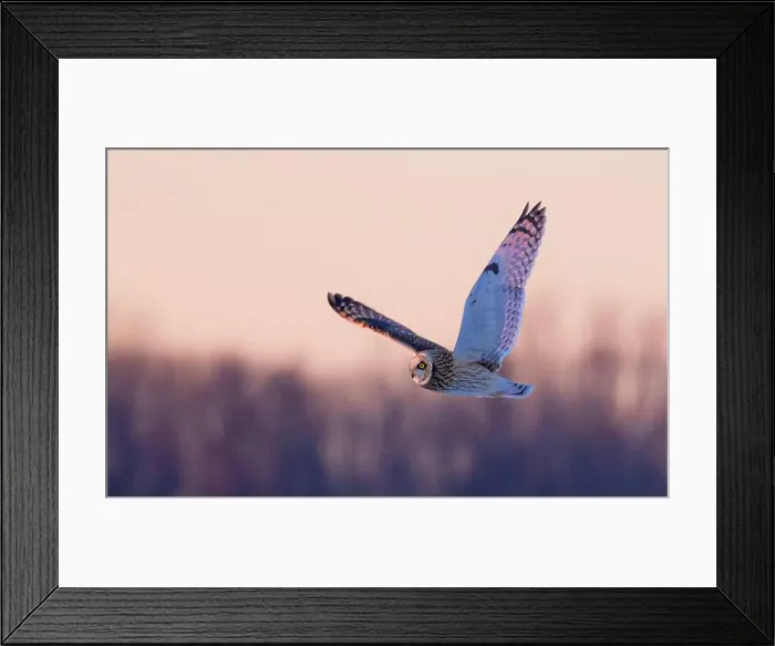 Framed Print : Short-eared owl hunting over a snow covered field in Canada at sunset Framed Print : Short-eared owl hunting over a snow covered field in Canada at sunset