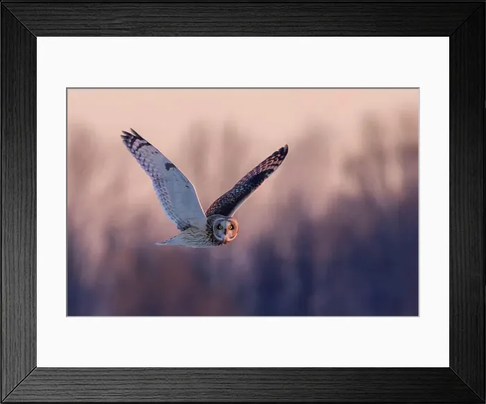 Framed Print : Short-eared owl hunting over a snow covered field in Canada at sunset Framed Print : Short-eared owl hunting over a snow covered field in Canada at sunset