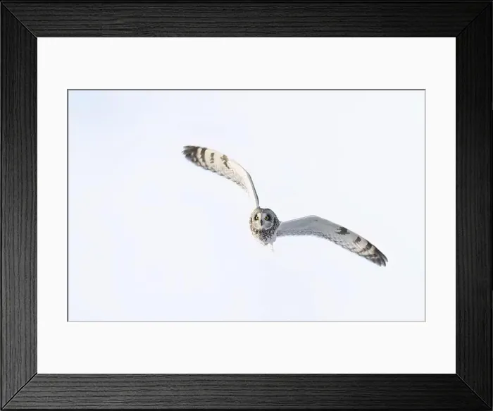 Framed Print : Short-eared owl hunting over a snow covered field in Canada at sunset Framed Print : Short-eared owl hunting over a snow covered field in Canada at sunset