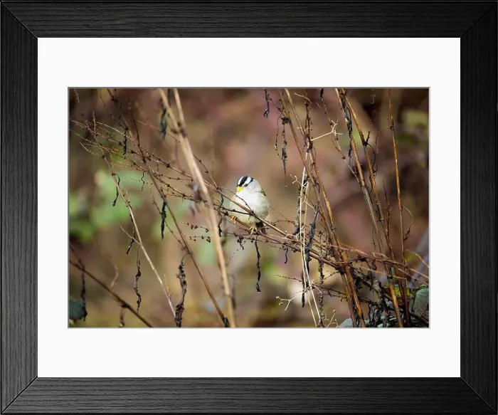 Framed Print : A white-crowned sparrow perched on a branch at Cowichan Bay Framed Print : A white-crowned sparrow perched on a branch at Cowichan Bay