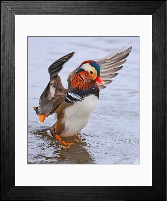 Framed Print : Mandarin duck portrait in winter with nice reflections Framed Print : Mandarin duck portrait in winter with nice reflections