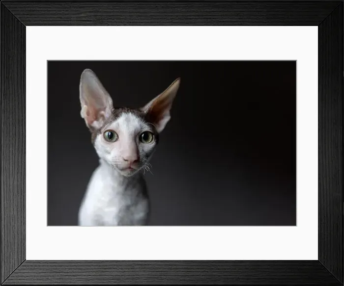Framed Print : Portrait of a Cornish Rex cat on a dark background Framed Print : Portrait of a Cornish Rex cat on a dark background
