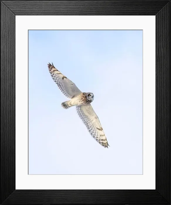 Framed Print : Short-eared owl hunting over a snow covered field in Canada at sunset Framed Print : Short-eared owl hunting over a snow covered field in Canada at sunset