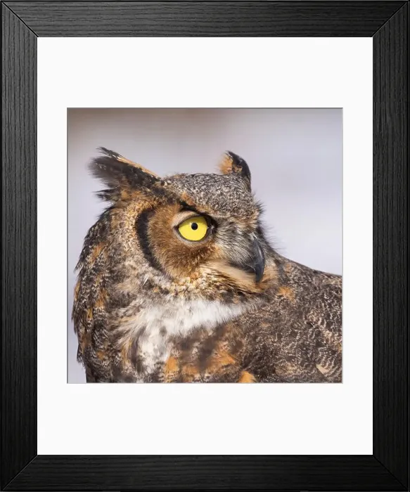 Framed Print : The great horned owl (Bubo virginianus) Framed Print : The great horned owl (Bubo virginianus)