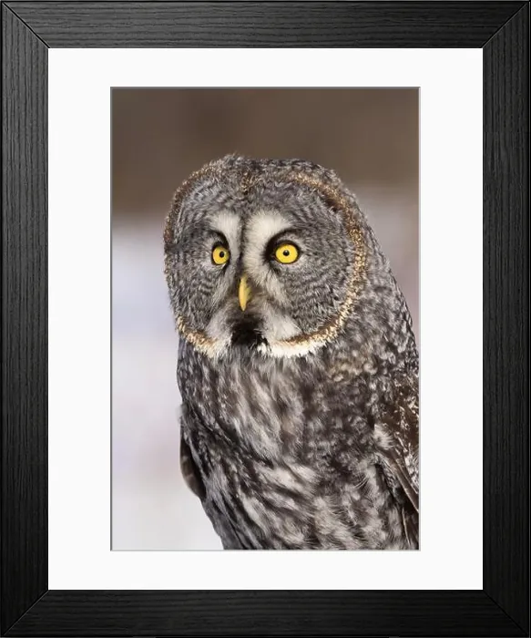 Framed Print : great grey owl (Strix nebulosa) portrait