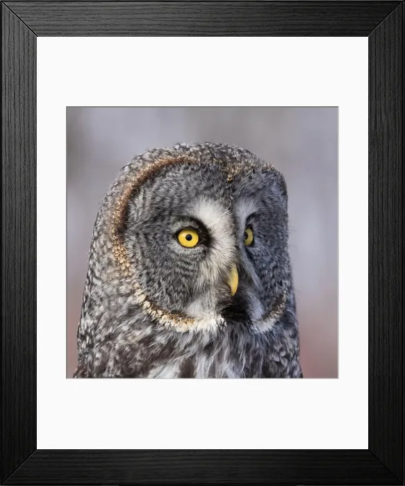 Framed Print : great grey owl (Strix nebulosa) portrait Framed Print : great grey owl (Strix nebulosa) portrait