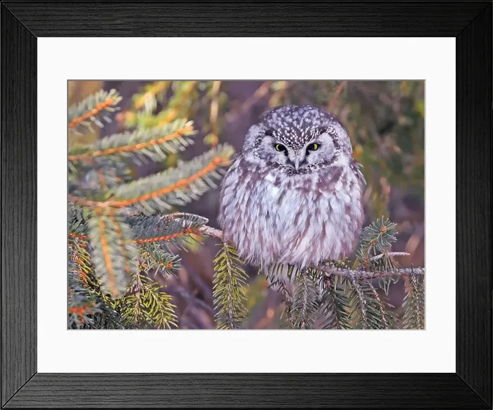 Framed Print : Tengmalm's Owl in a fir tree surrounded by branches in the forest, Quebec, Canada Framed Print : Tengmalm's Owl in a fir tree surrounded by branches in the forest, Quebec, Canada