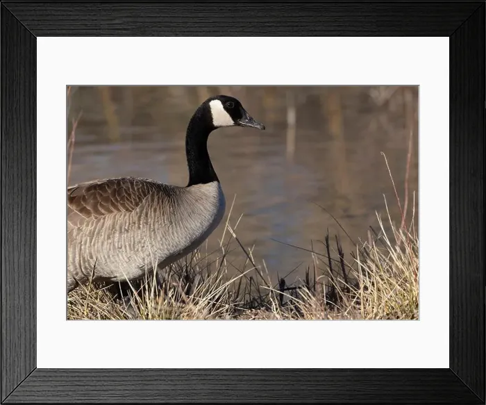 Framed Print : Canada Goose in natural environment portrait overwintering at Bosque del Apache National Wildlife Refuge in New Mexico