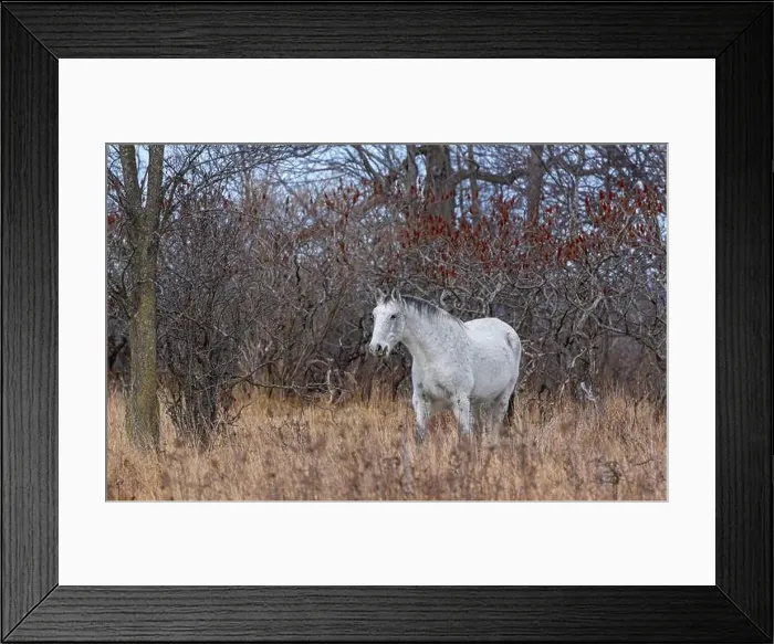 Framed Print : White horse walking through a meadow on Wolfe Island, Ontario, Canada Framed Print : White horse walking through a meadow on Wolfe Island, Ontario, Canada