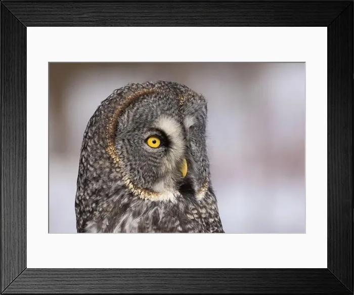 Framed Print : great grey owl (Strix nebulosa) portrait