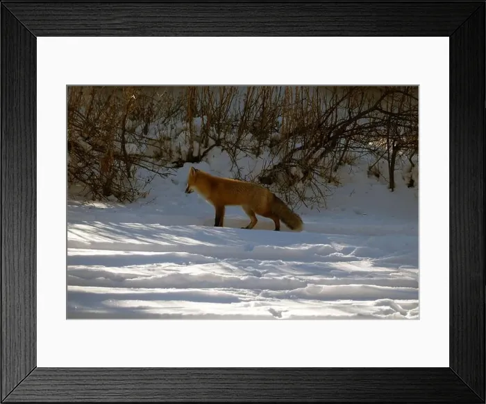 Framed Print : Red Fox standing in the snow, British Columbia, Canada Framed Print : Red Fox standing in the snow, British Columbia, Canada