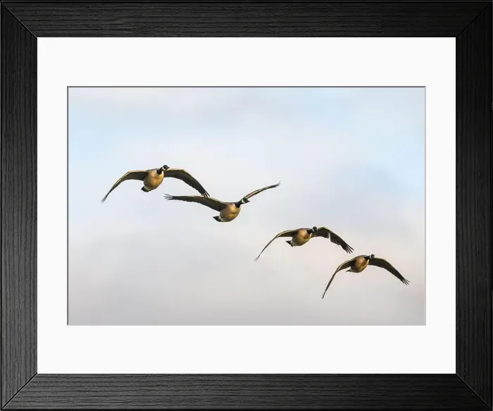 Framed Print : Canada Goose, Branta canadensis birds in flight over Marshes Framed Print : Canada Goose, Branta canadensis birds in flight over Marshes