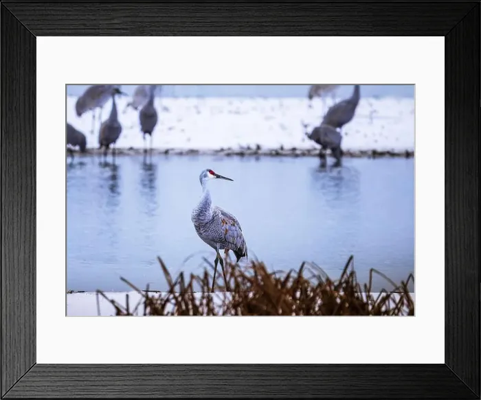 Framed Print : The sandhill crane(Antigone canadensis) in the snow Framed Print : The sandhill crane(Antigone canadensis) in the snow