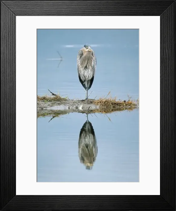 Framed Print : A closeup of a young Great Blue Heron perched at Cowichan Estuary Framed Print : A closeup of a young Great Blue Heron perched at Cowichan Estuary