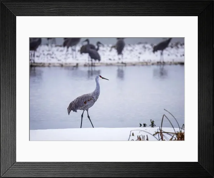 Framed Print : The sandhill crane(Antigone canadensis) in the snow