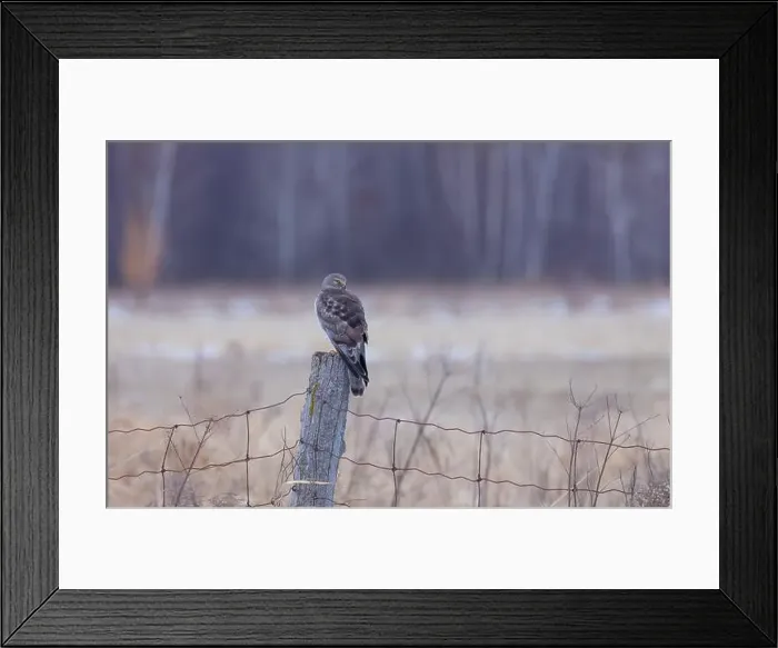 Framed Print : Northern Harrier male sitting on a post on a winter day in Canada Framed Print : Northern Harrier male sitting on a post on a winter day in Canada