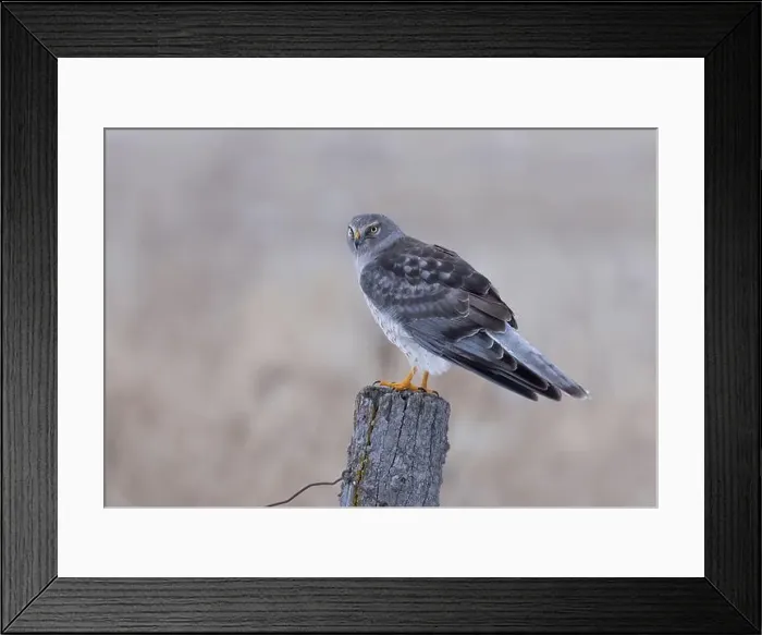 Framed Print : Northern Harrier male sitting on a post on a winter day in Canada Framed Print : Northern Harrier male sitting on a post on a winter day in Canada