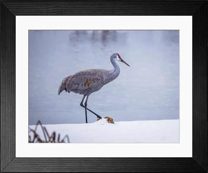 Framed Print : The sandhill crane(Antigone canadensis) in the snow, , by the water in Southern Ontario Canada. Native American bird