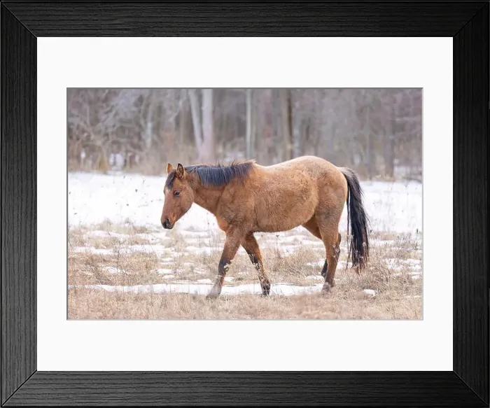 Framed Print : Brown horse walking in a meadow on Wolfe Island, Ontario, Canada