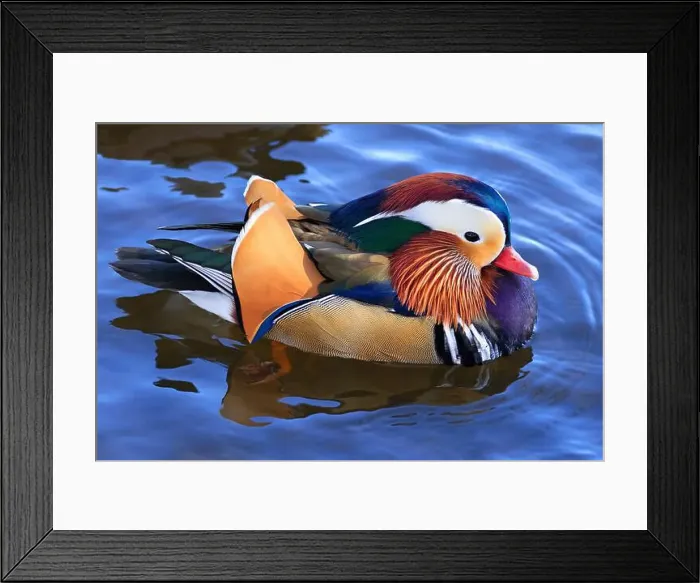 Framed Print : Mandarin duck portrait in winter with nice reflections Framed Print : Mandarin duck portrait in winter with nice reflections