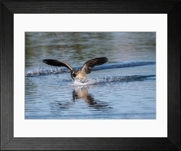 Framed Print : Canada goose skis across the pond water surface with wings spread while coming in for a landing Framed Print : Canada goose skis across the pond water surface with wings spread while coming in for a landing