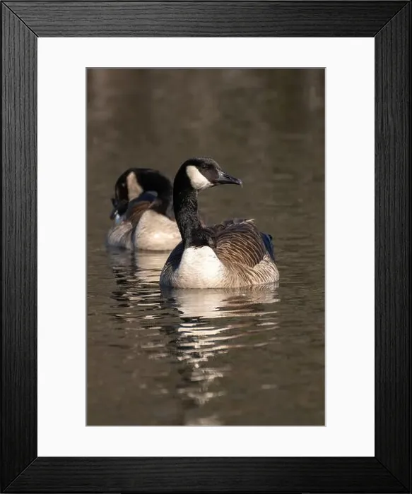 Framed Print : Group of Canada geese floating along the pond water surface while looking right keeping an alert eye out for danger Framed Print : Group of Canada geese floating along the pond water surface while looking right keeping an alert eye out for danger