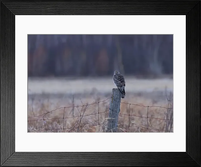 Framed Print : Northern Harrier male sitting on a post on a winter day in Canada Framed Print : Northern Harrier male sitting on a post on a winter day in Canada