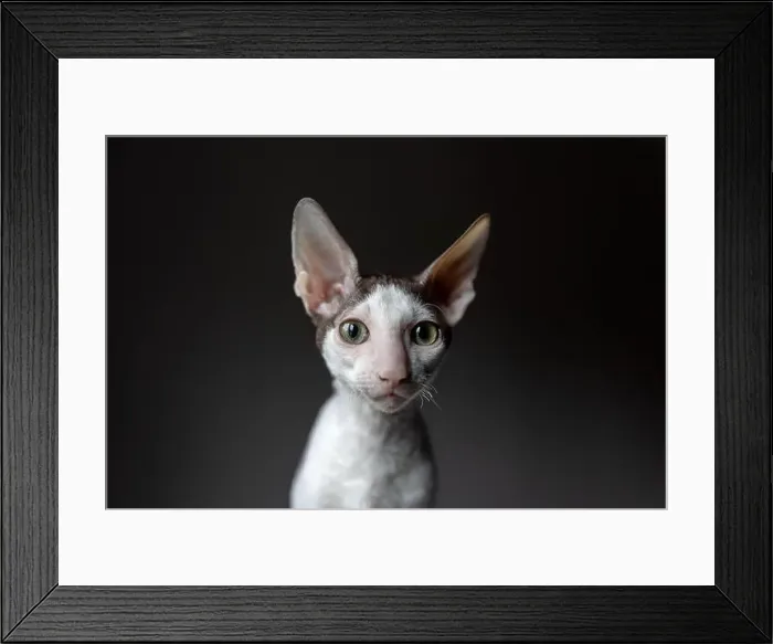 Framed Print : Portrait of a purebred cornish rex cat on a dark background Framed Print : Portrait of a purebred cornish rex cat on a dark background