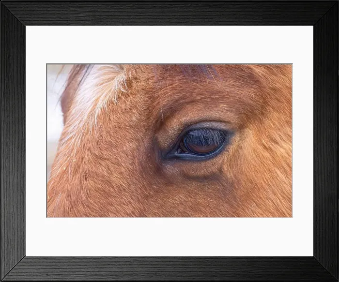 Framed Print : Brown horse closeup of its eye standing in a meadow on Wolfe Island, Canada Framed Print : Brown horse closeup of its eye standing in a meadow on Wolfe Island, Canada