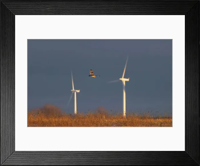 Framed Print : Short-eared owl hunting over a snow covered field in Canada at sunset Framed Print : Short-eared owl hunting over a snow covered field in Canada at sunset