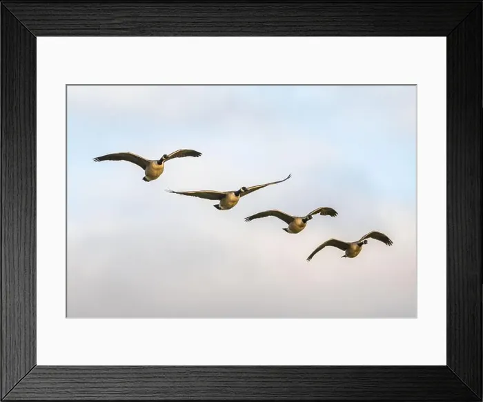 Framed Print : Canada Goose, Branta canadensis birds in flight over Marshes