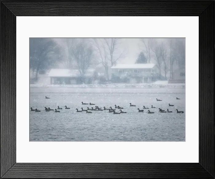 Framed Print : Canadian swim on the waters of English Lake near Manitowoc, Wisconsin during a snow storm Framed Print : Canadian swim on the waters of English Lake near Manitowoc, Wisconsin during a snow storm