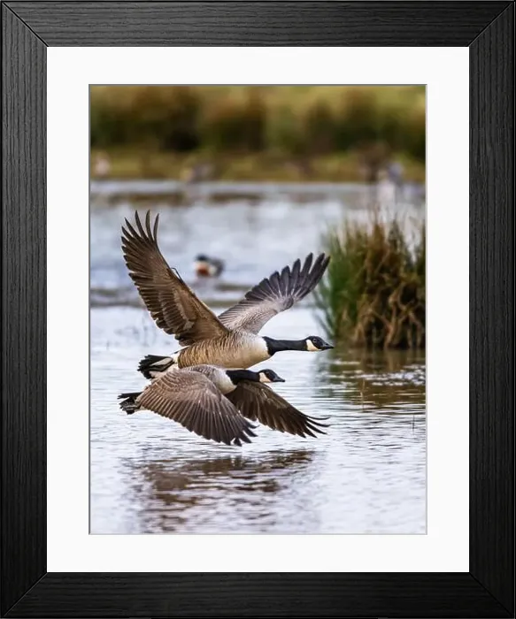 Framed Print : Canada Goose, Branta canadensis birds in flight over Marshes Framed Print : Canada Goose, Branta canadensis birds in flight over Marshes