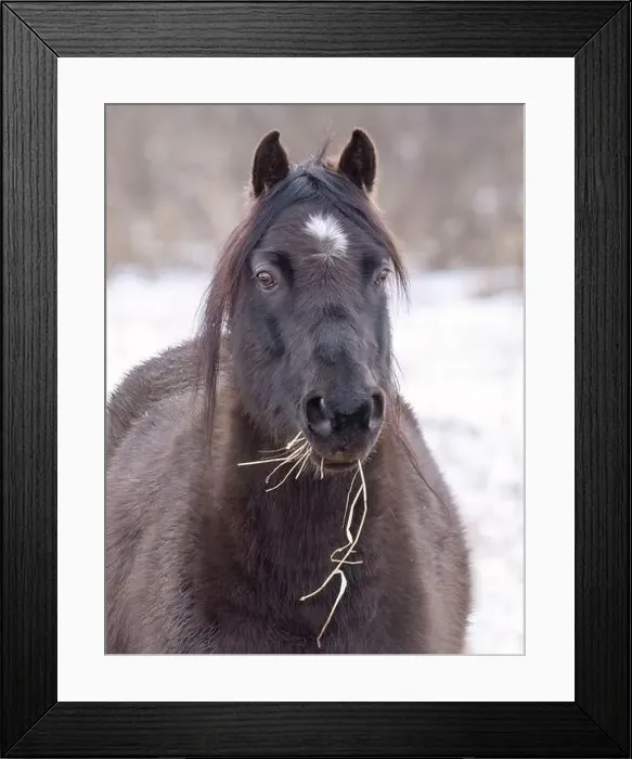 Framed Print : Black horse closeup standing in a meadow on Wolfe Island, Ontario, Canada Framed Print : Black horse closeup standing in a meadow on Wolfe Island, Ontario, Canada