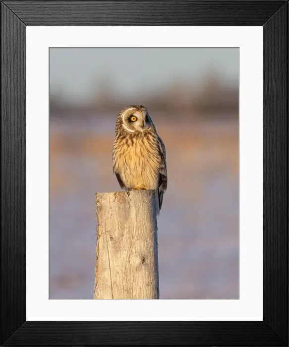 Framed Print : Short-eared owl perched on a fence post hunting over a snow covered field in Canada Framed Print : Short-eared owl perched on a fence post hunting over a snow covered field in Canada