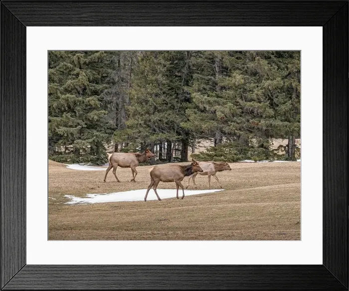 Framed Print : Three Elk (Cervus canadensis) travelling across a golf course in Banff National Park, Canada Framed Print : Three Elk (Cervus canadensis) travelling across a golf course in Banff National Park, Canada